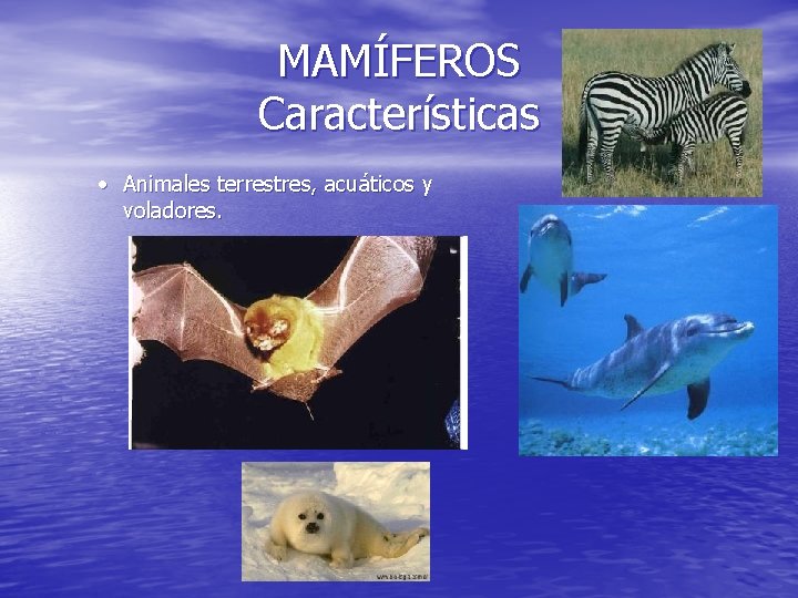 MAMÍFEROS Características · Animales terrestres, acuáticos y voladores. 