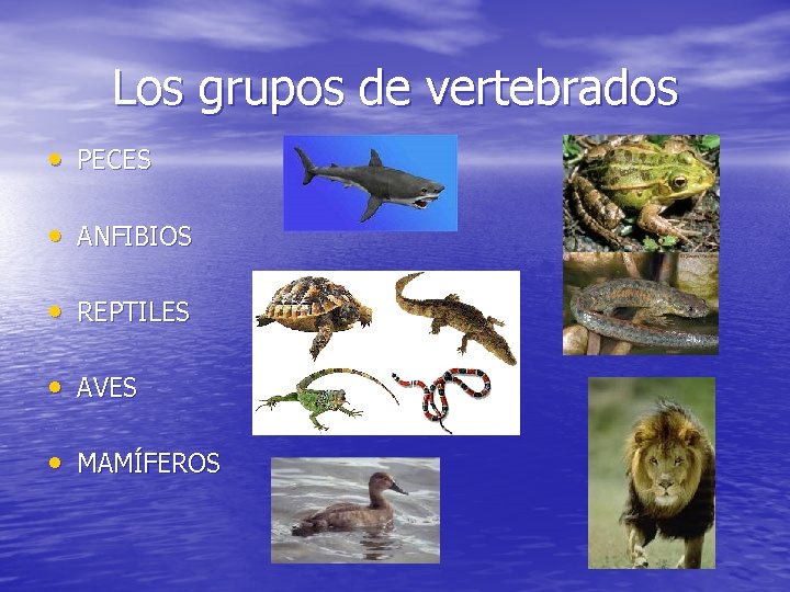 Los grupos de vertebrados • PECES • ANFIBIOS • REPTILES • AVES • MAMÍFEROS