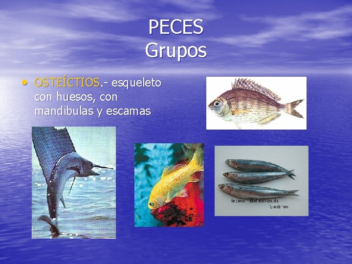 PECES Grupos • OSTEÍCTIOS. - esqueleto con huesos, con mandibulas y escamas 