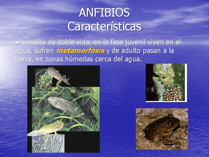 ANFIBIOS Características ·Animales de doble vida, en la fase juvenil viven en el agua,