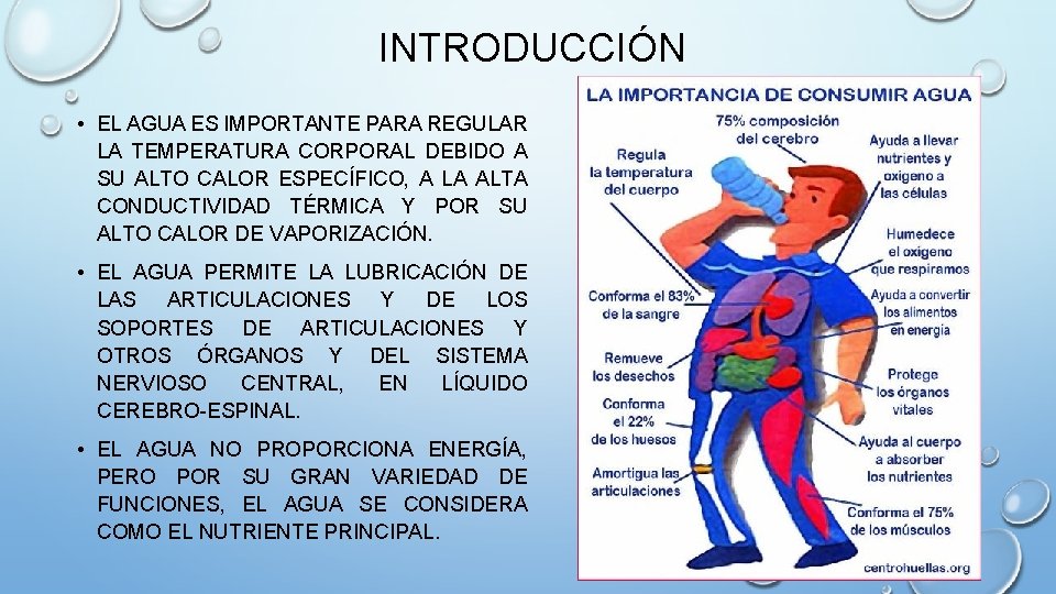 INTRODUCCIÓN • EL AGUA ES IMPORTANTE PARA REGULAR LA TEMPERATURA CORPORAL DEBIDO A SU