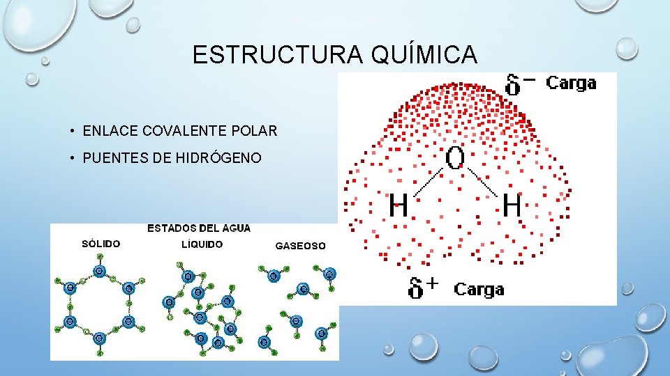 ESTRUCTURA QUÍMICA • ENLACE COVALENTE POLAR • PUENTES DE HIDRÓGENO 