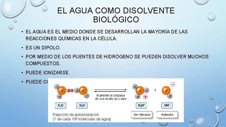 EL AGUA COMO DISOLVENTE BIOLÓGICO • EL AGUA ES EL MEDIO DONDE SE DESARROLLAN