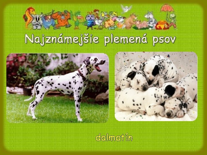 Najznámejšie plemená psov dalmatín Najznámejšie plemená psov dalmatín