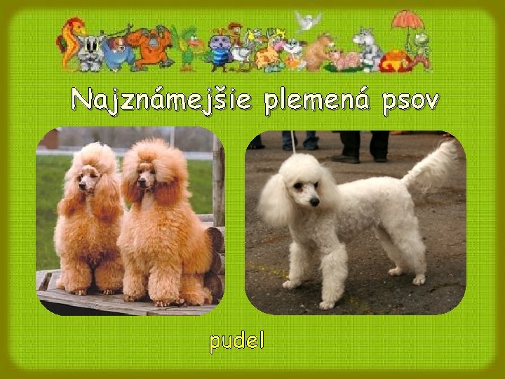 Najznámejšie plemená psov pudel 