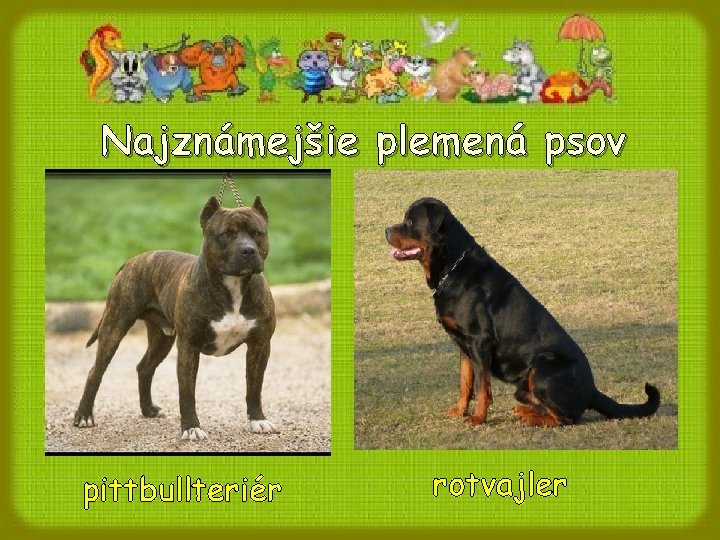 Najznámejšie plemená psov pittbullteriér rotvajler Najznámejšie plemená psov pittbullteriér rotvajler