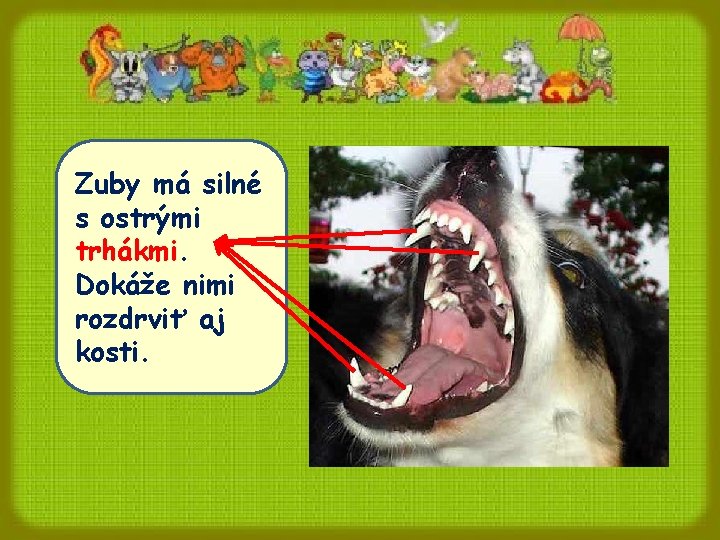Zuby má silné s ostrými trhákmi. Dokáže nimi rozdrviť aj kosti. Zuby má silné s ostrými trhákmi. Dokáže nimi rozdrviť aj kosti.