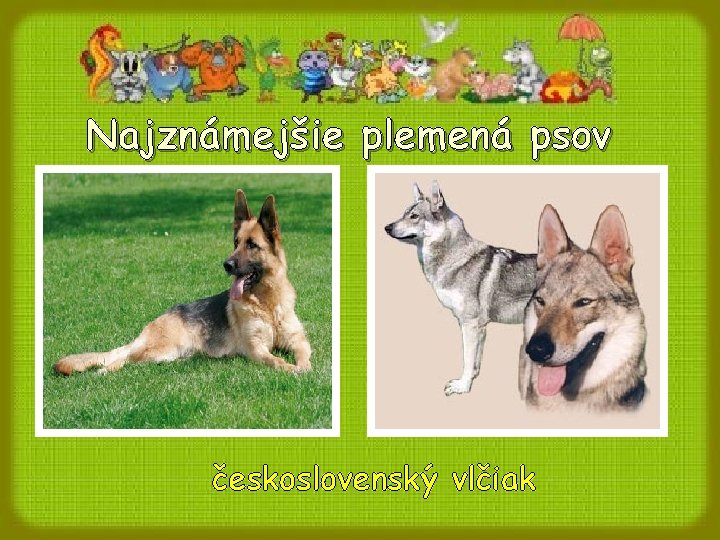 Najznámejšie plemená psov československý vlčiak 