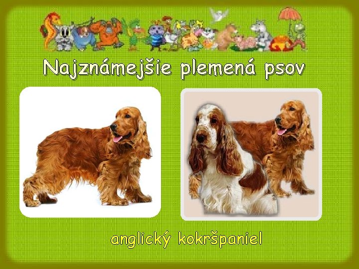 Najznámejšie plemená psov anglický kokršpaniel Najznámejšie plemená psov anglický kokršpaniel