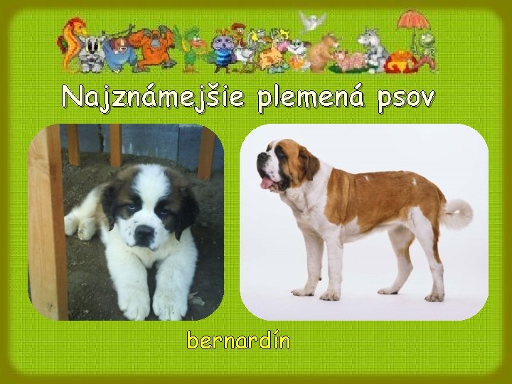 Najznámejšie plemená psov bernardín Najznámejšie plemená psov bernardín