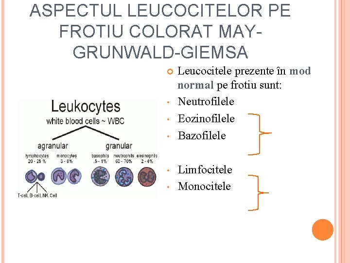 ASPECTUL LEUCOCITELOR PE FROTIU COLORAT MAYGRUNWALD-GIEMSA • • • Leucocitele prezente în mod normal