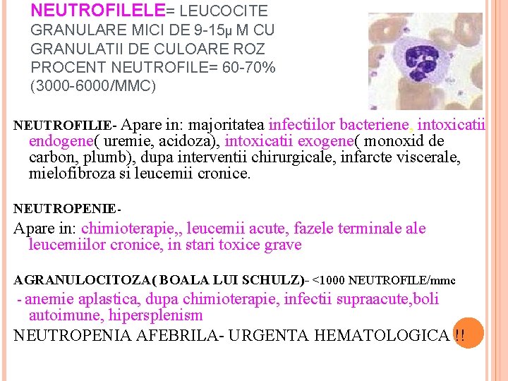 NEUTROFILELE= LEUCOCITE GRANULARE MICI DE 9 -15µ M CU GRANULATII DE CULOARE ROZ PROCENT