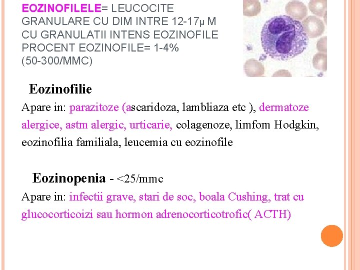 EOZINOFILELE= LEUCOCITE GRANULARE CU DIM INTRE 12 -17µ M CU GRANULATII INTENS EOZINOFILE PROCENT