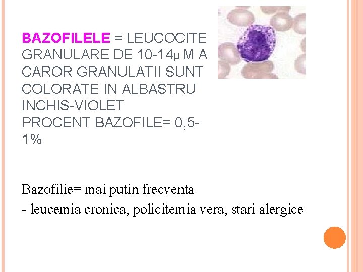 BAZOFILELE = LEUCOCITE GRANULARE DE 10 -14µ M A CAROR GRANULATII SUNT COLORATE IN
