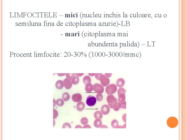 LIMFOCITELE – mici (nucleu inchis la culoare, cu o semiluna fina de citoplasma azurie)-LB