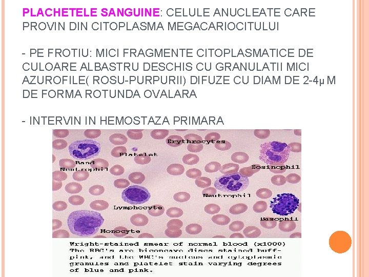 PLACHETELE SANGUINE: CELULE ANUCLEATE CARE PROVIN DIN CITOPLASMA MEGACARIOCITULUI - PE FROTIU: MICI FRAGMENTE