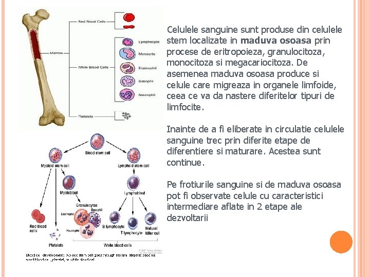 Celulele sanguine sunt produse din celulele stem localizate in maduva osoasa prin procese de