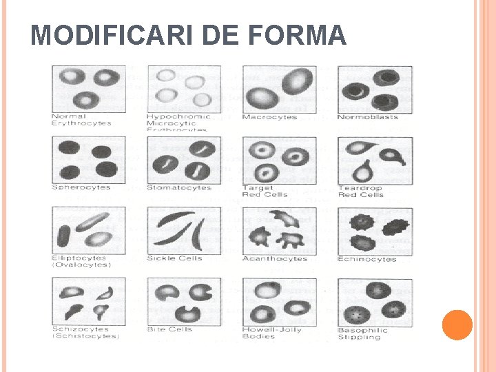 MODIFICARI DE FORMA 