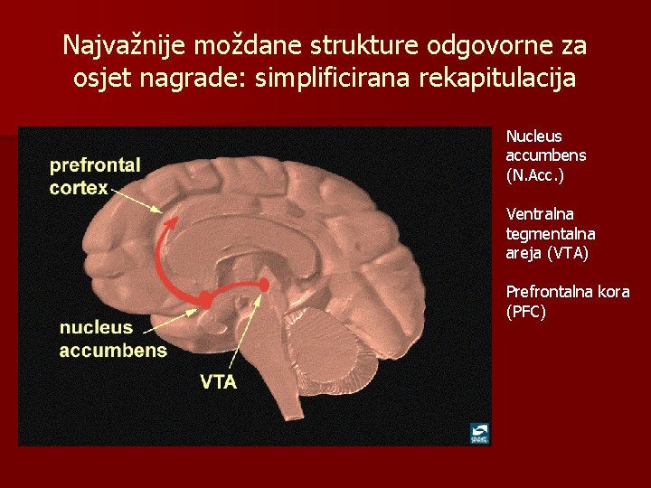 Najvažnije moždane strukture odgovorne za osjet nagrade: simplificirana rekapitulacija Nucleus accumbens (N. Acc. )