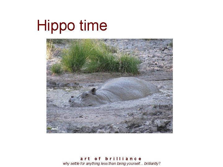 Hippo time a r t o f b r i l l i a