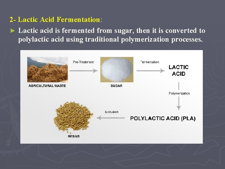 2 - Lactic Acid Fermentation: ► Lactic acid is fermented from sugar, then it