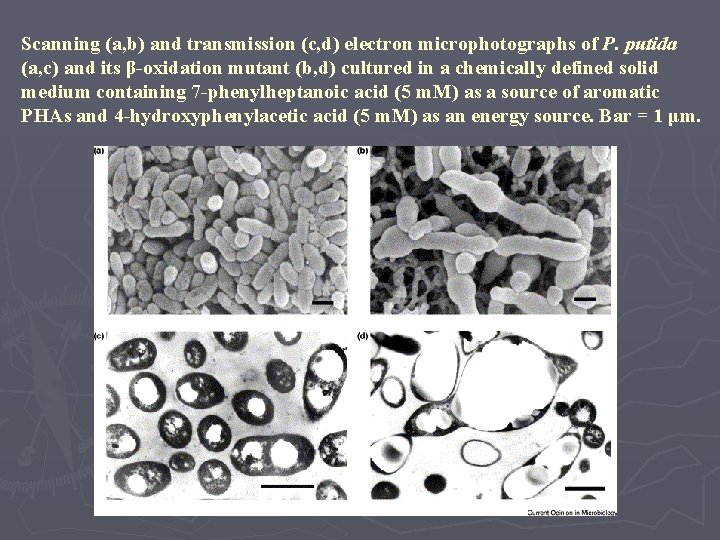 Scanning (a, b) and transmission (c, d) electron microphotographs of P. putida (a, c)