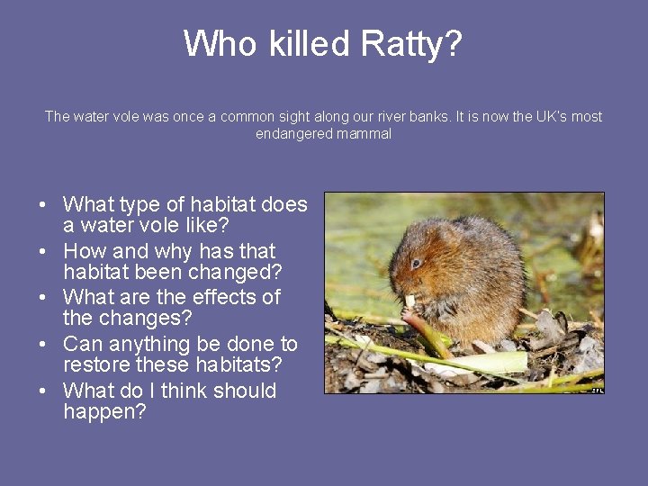 Who killed Ratty? The water vole was once a common sight along our river