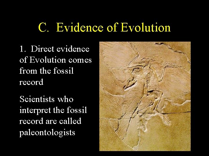 C. Evidence of Evolution 1. Direct evidence of Evolution comes from the fossil record