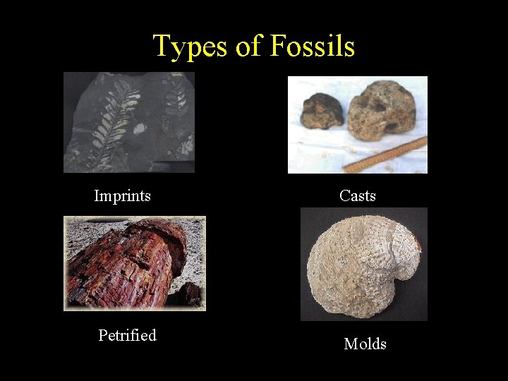 Types of Fossils Imprints Casts Petrified Molds 