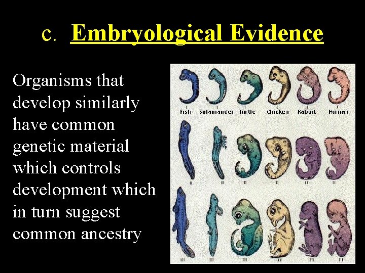 c. Embryological Evidence Organisms that develop similarly have common genetic material which controls development