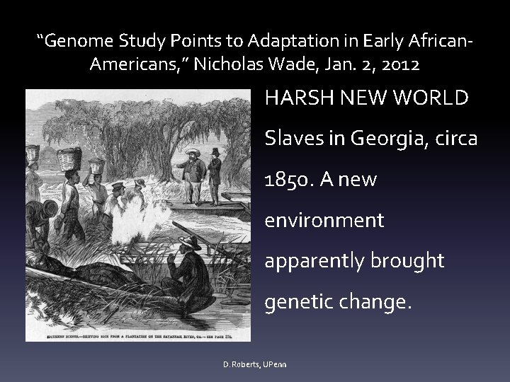 “Genome Study Points to Adaptation in Early African. Americans, ” Nicholas Wade, Jan. 2,
