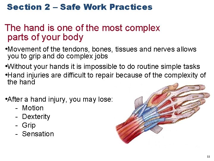 Section 2 – Safe Work Practices The hand is one of the most complex