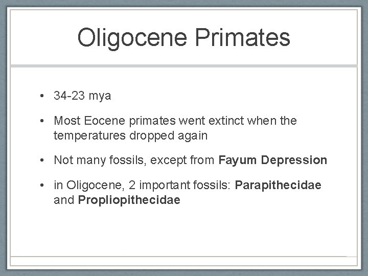 Oligocene Primates • 34 -23 mya • Most Eocene primates went extinct when the