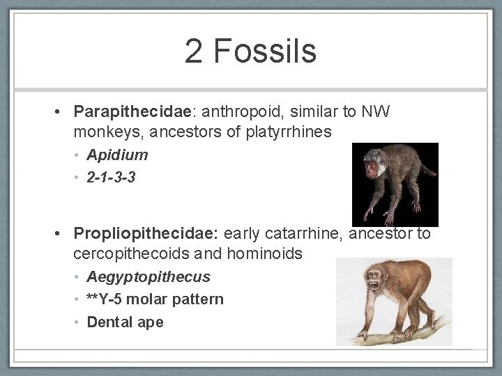 2 Fossils • Parapithecidae: anthropoid, similar to NW monkeys, ancestors of platyrrhines • Apidium