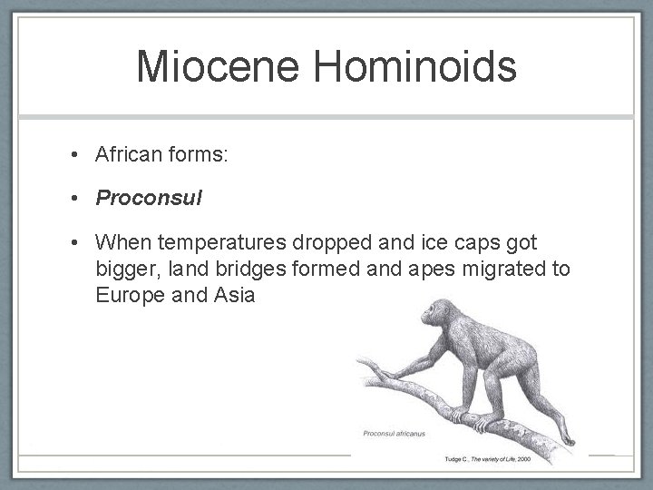 Miocene Hominoids • African forms: • Proconsul • When temperatures dropped and ice caps