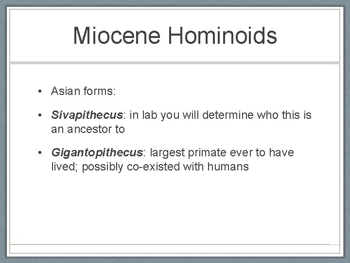 Miocene Hominoids • Asian forms: • Sivapithecus: in lab you will determine who this