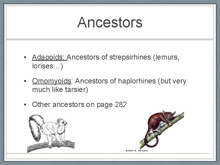 Ancestors • Adapoids: Ancestors of strepsirhines (lemurs, lorises…) • Omomyoids: Ancestors of haplorhines (but