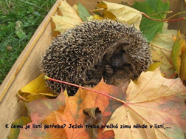 K čemu je listí potřeba? Ježek třeba přečká zimu někde v listí, …. 