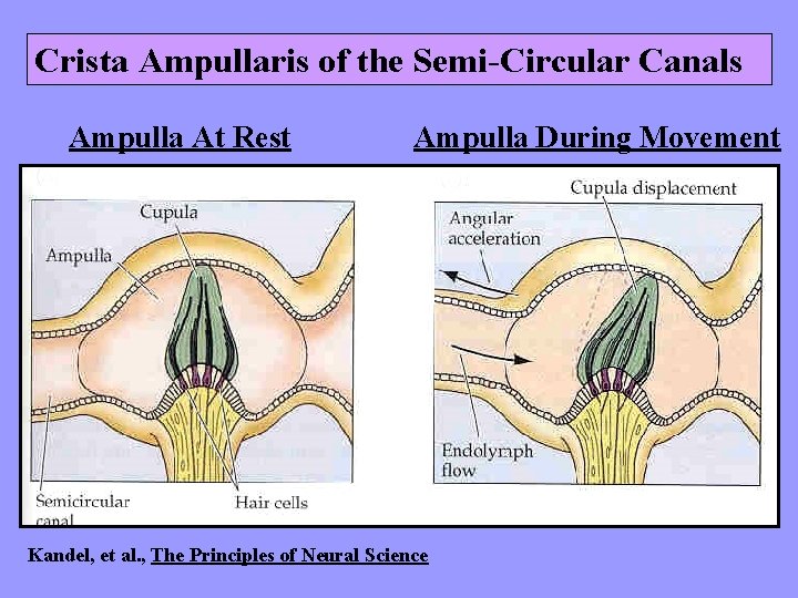 Crista Ampullaris of the Semi-Circular Canals Ampulla At Rest Ampulla During Movement Kandel, et