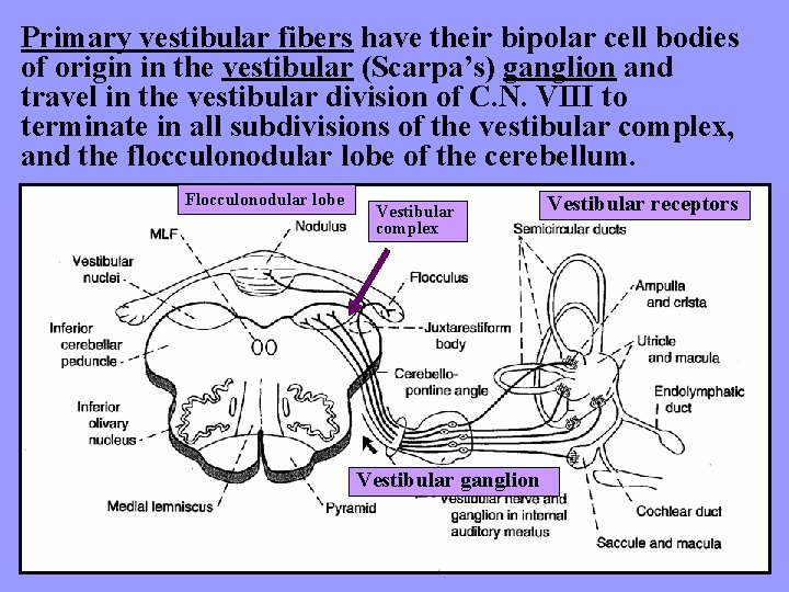 Primary vestibular fibers have their bipolar cell bodies of origin in the vestibular (Scarpa’s)