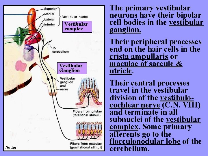 Vestibular complex Vestibular Ganglion Netter The primary vestibular neurons have their bipolar cell bodies