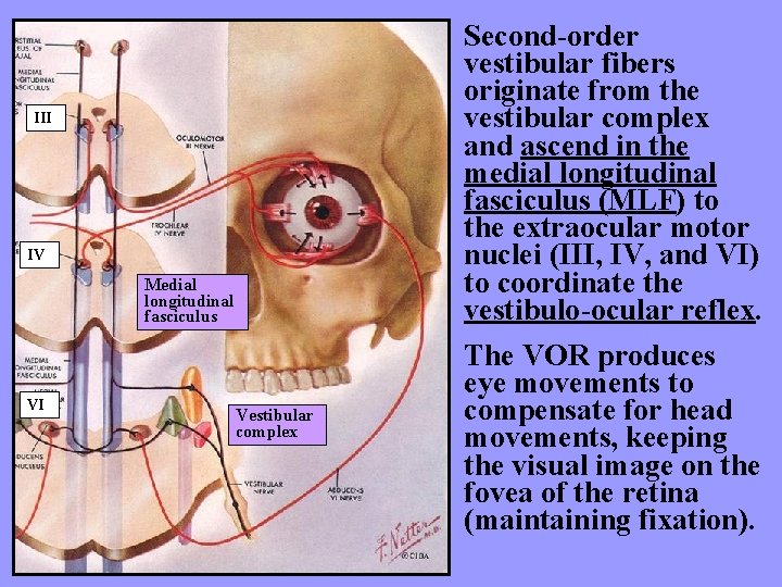 III IV Medial longitudinal fasciculus VI Vestibular complex Second-order vestibular fibers originate from the