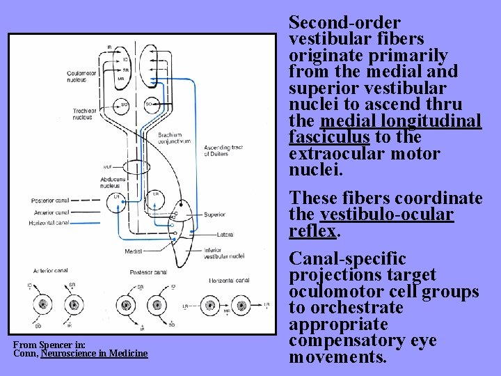 From Spencer in: Conn, Neuroscience in Medicine Second-order vestibular fibers originate primarily from the