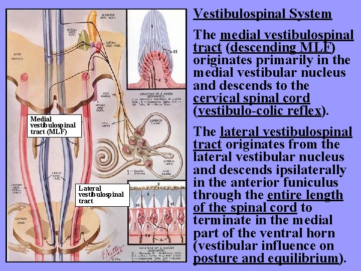 Vestibulospinal System The medial vestibulospinal tract (descending MLF) originates primarily in the medial vestibular