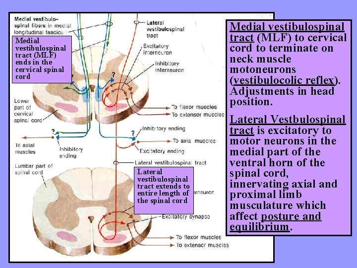 Medial vestibulospinal tract (MLF) ends in the cervical spinal cord Lateral vestibulospinal tract extends