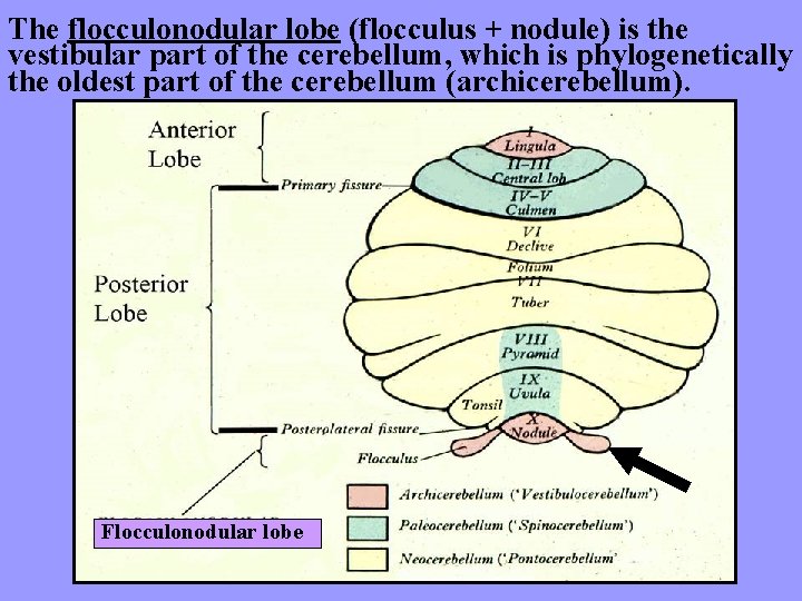 The flocculonodular lobe (flocculus + nodule) is the vestibular part of the cerebellum, which