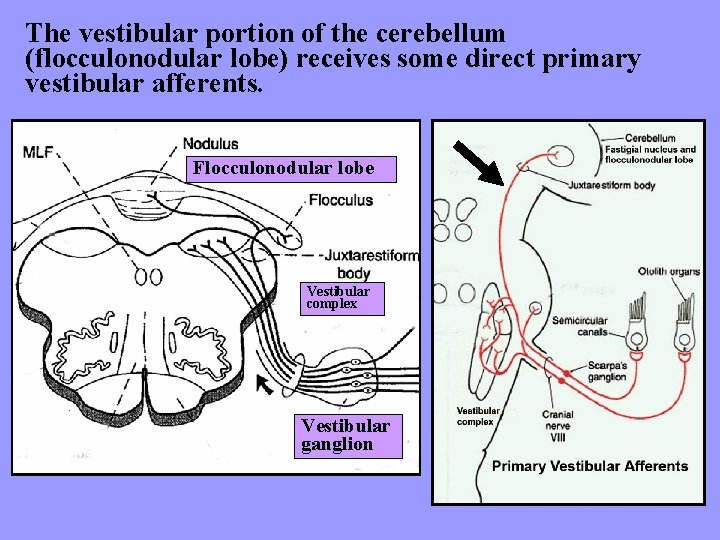 The vestibular portion of the cerebellum (flocculonodular lobe) receives some direct primary vestibular afferents.