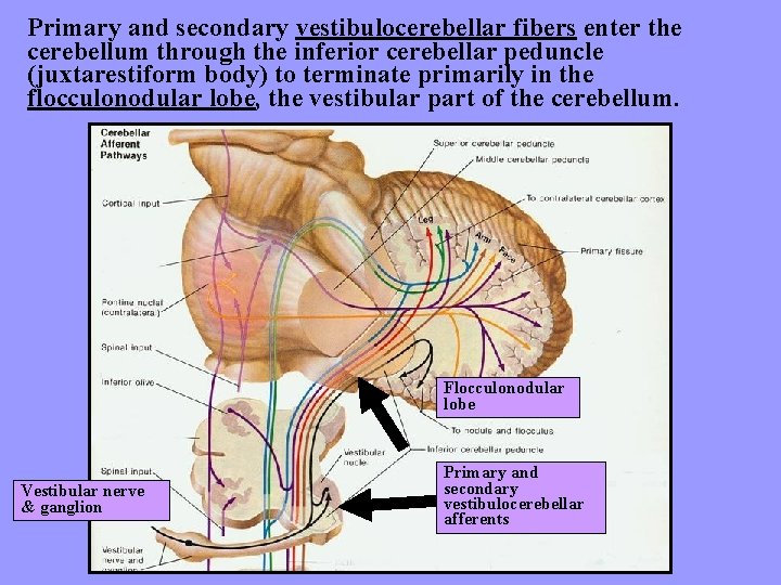 Primary and secondary vestibulocerebellar fibers enter the cerebellum through the inferior cerebellar peduncle (juxtarestiform