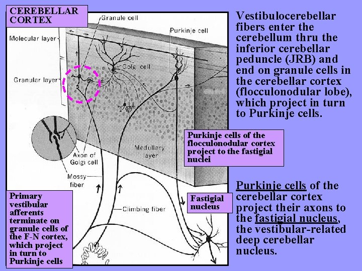 CEREBELLAR CORTEX Vestibulocerebellar fibers enter the cerebellum thru the inferior cerebellar peduncle (JRB) and