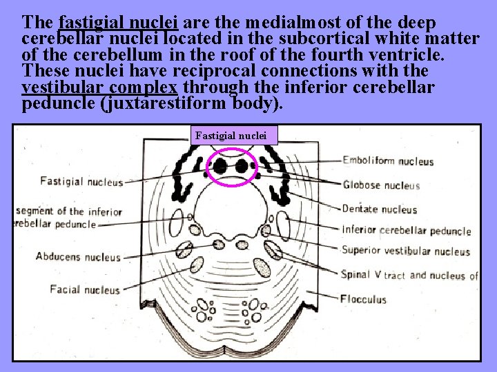 The fastigial nuclei are the medialmost of the deep cerebellar nuclei located in the